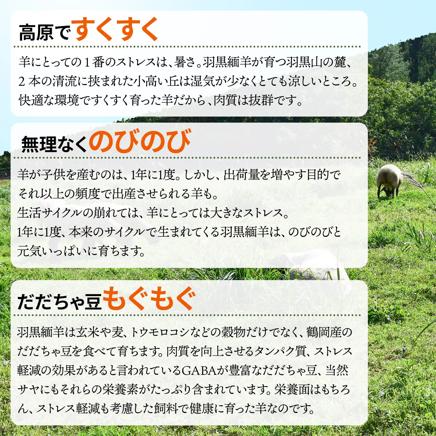 【令和8年先行予約 6月以降発送】 羽黒緬羊の焼肉セット (600g)　クックミートマルヤマ　K-849