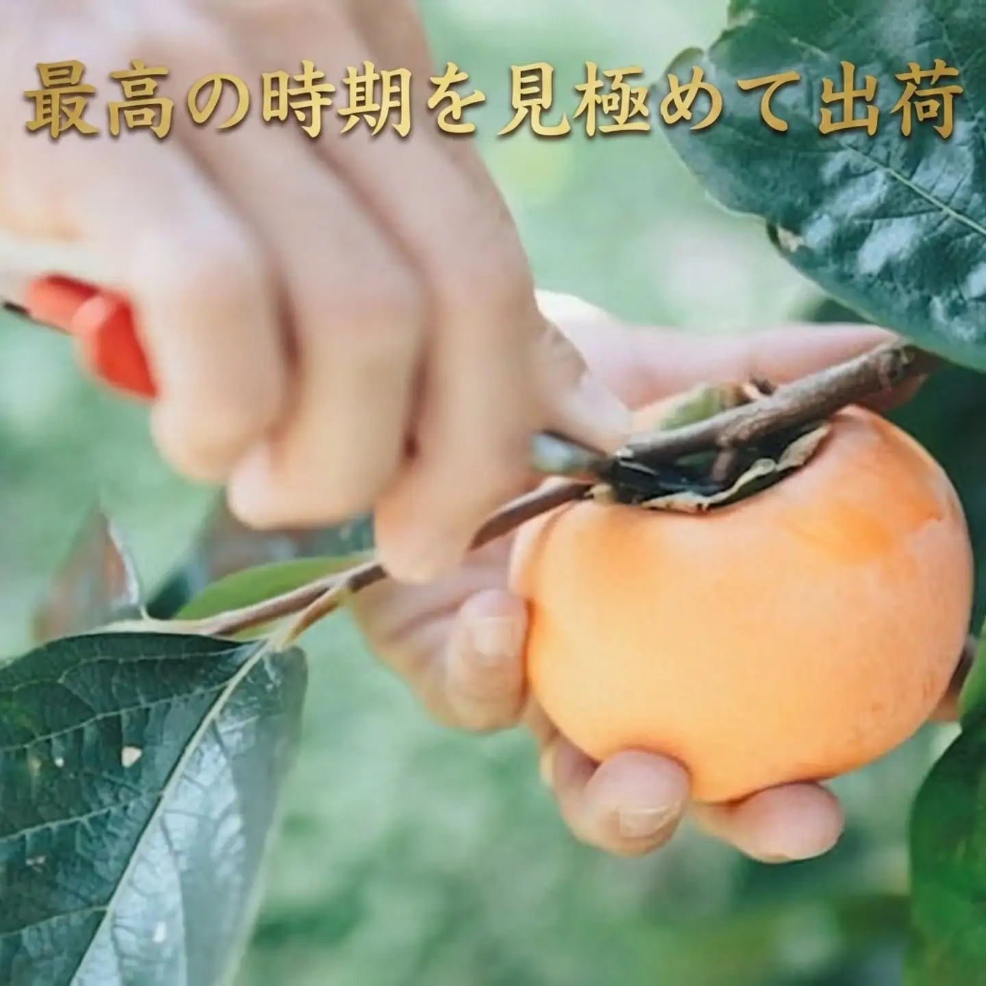 Y091 樹齢100年の古木から採れる花御所柿（2.5kg）