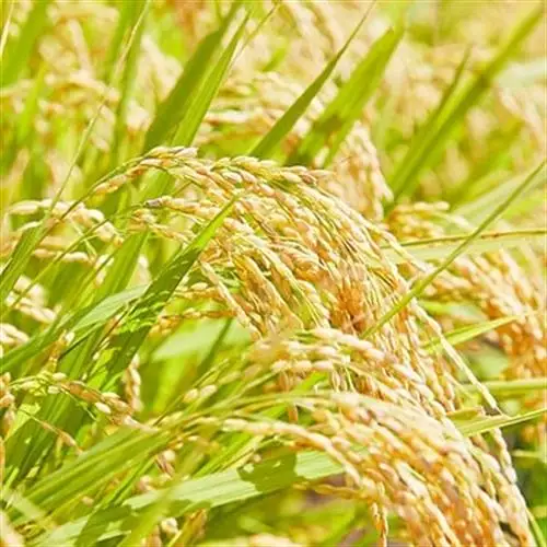 《先行予約》令和8年産　山形県産　つや姫　10kg_ 精米 米    つや姫 米 _【1120493】