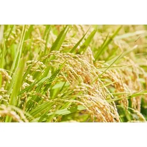 《先行予約》令和8年産　山形県産　はえぬき　10kg(5kg×2)_ 精米 米    はえぬき 米 _【1207046】