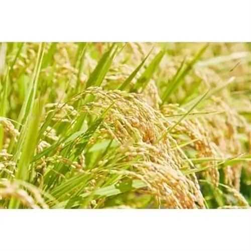 《先行予約》令和8年産　山形県産　はえぬき　玄米　10kg(5kg×2)_ 玄米 米 こめ コメ   はえぬき 米 _【1208100】
