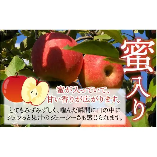 【先行予約】りんご 5kg【2026年12月以降順次発送予定】エコファーマー認定 | 林檎 リンゴ 果物 フルーツ 甘い ふじ 蜜入り 5kg 5キロ