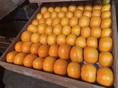 みかん 寿太郎 約5kg 50玉前後 ミカン 蜜柑 果物 フルーツ 濃い 濃厚な風味 高糖度 甘い 甘みと酸味のバランス 静岡県 富士市産 [sf001-063]