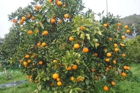 清見オレンジ【樹上完熟】5kg 混合サイズ 和歌山県 海南市 鈴木農園 清見 きよみ 清見タンゴール