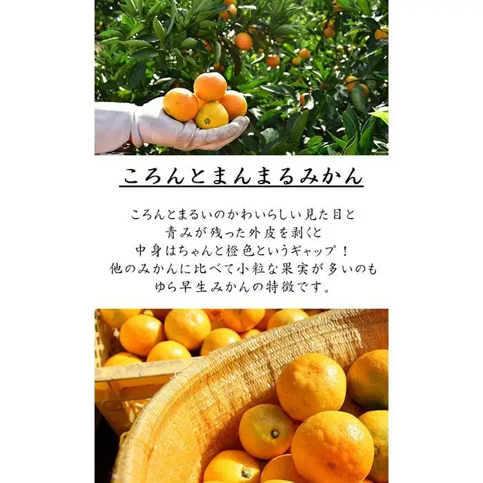 極早生みかん ゆら早生みかん  約5kg SS・S・Mサイズおまかせ 2026年10月より順次発送《赤秀》［Mg22］