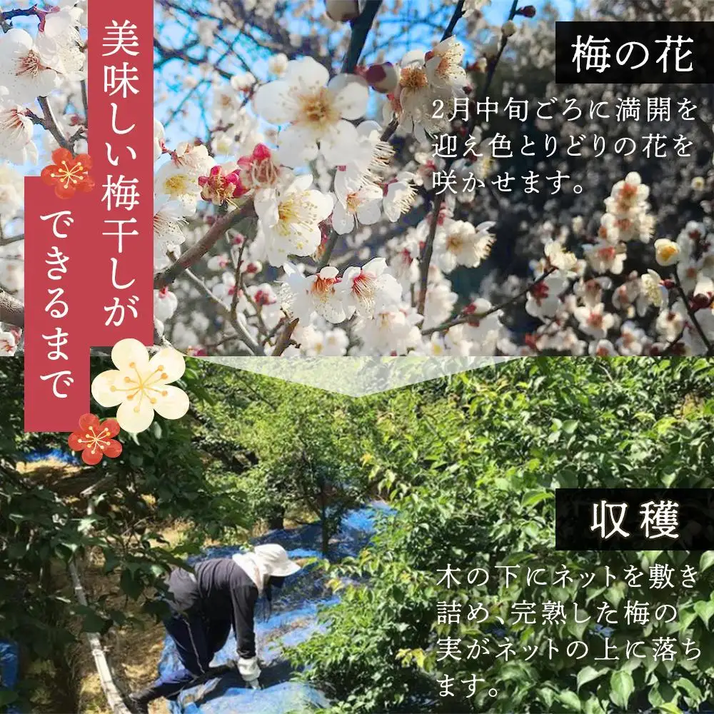 紀州南高梅使用 しそ仕込み完熟梅干し 無選別1kg［TM145］