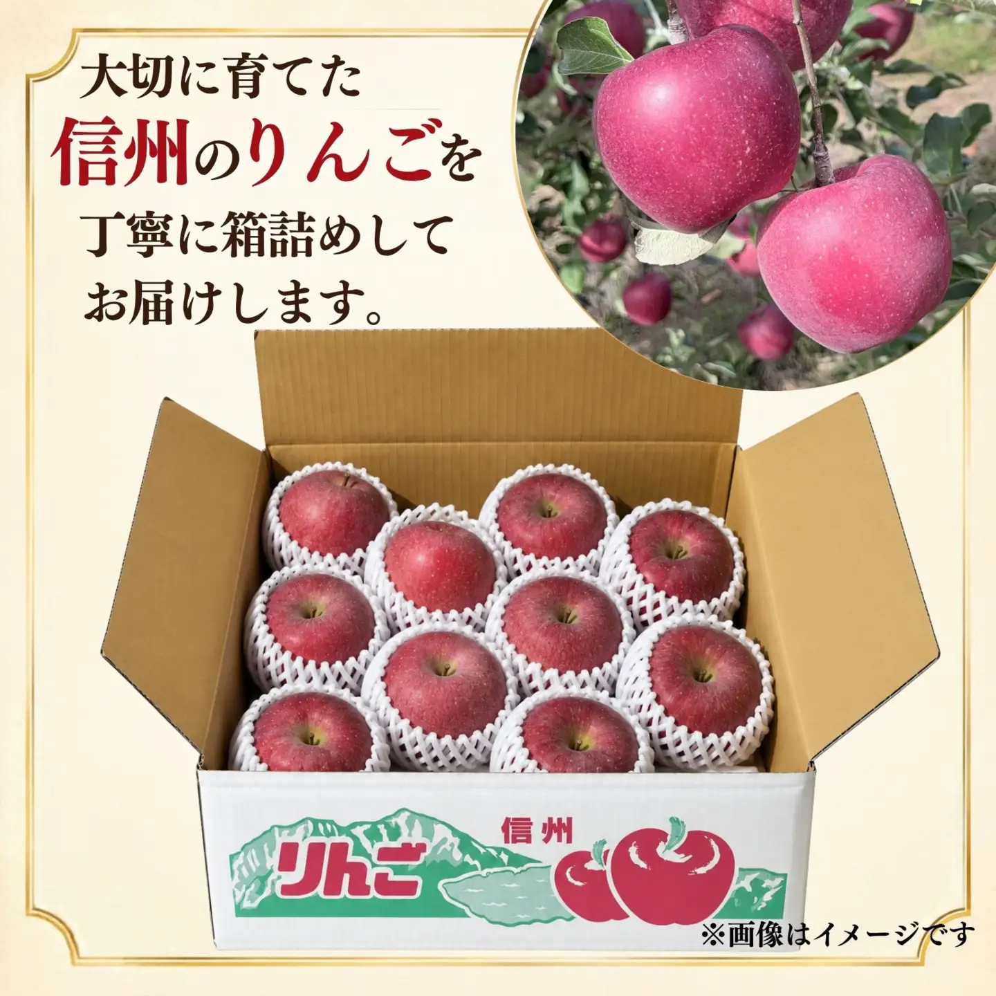 【先行予約2027年11月中旬発送予定】りんご シナノホッペ 5kg  長野県産 小松農園 下諏訪町  003-010