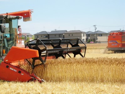 愛知県産 パン用 小麦粉 ゆめあかり 2.5kg × 4袋 計 10kg 3回 国産 強力粉 ブランド 小麦 強力系小麦粉 ふわふわ もっちり 甘味 チャック付き パン ホームベーカリー ベーグル 食パン お取り寄せ 愛知県 碧南市 送料無料 H008-262