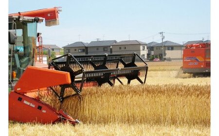 愛知県産 パン用 小麦粉 ゆめあかり 2.5kg × 4袋 計 10kg 12回 国産 強力粉 ブランド 小麦 強力系小麦粉 ふわふわ もっちり 甘味 チャック付き パン ホームベーカリー ベーグル 食パン お取り寄せ 愛知県 碧南市 送料無料 H008-266