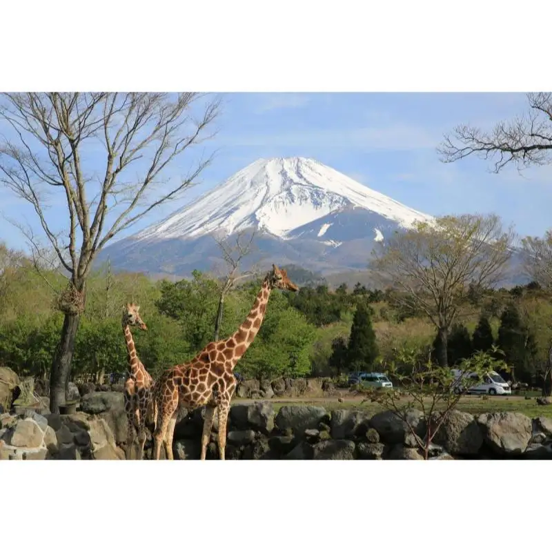 動物園 静岡 富士サファリパーク 大人 2枚 小人 1枚 入場券 サファリパーク 動物 子供 家族 お出かけ チケット 券 ギフト券 体験チケット ギフト プレゼント 贈答 贈答品 贈り物 旅行 観光 入園券 優待券 静岡県 裾野 裾野市