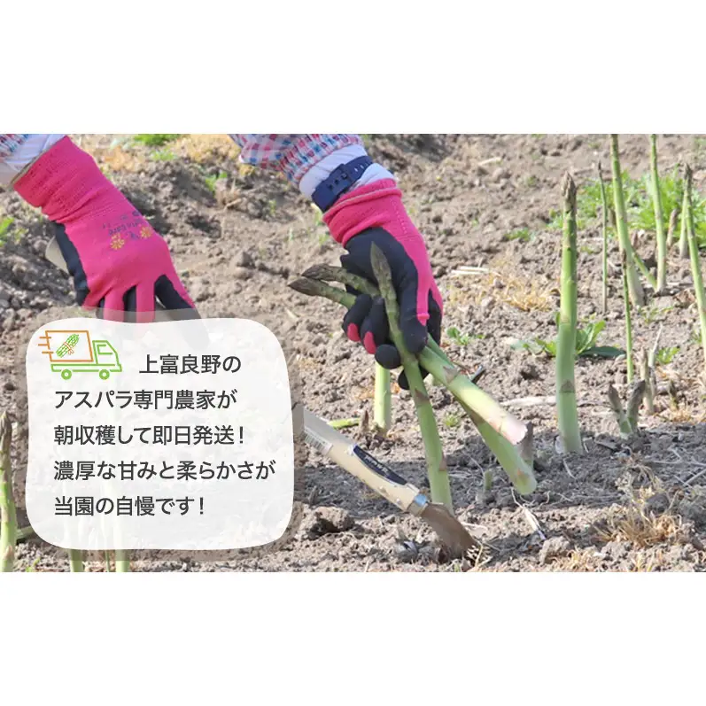 【令和8年産】アスパラガス グリーンアスパラ 1kg  L～2L 原農園
