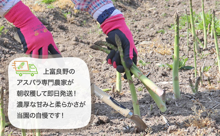 グリーンアスパラ 原農園 朝採り 北海道産 グリーンアスパラ【1kg Mサイズ】【先行予約】