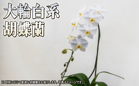 胡蝶蘭大輪白花系ギフトお祝い胡蝶蘭【1本立て】