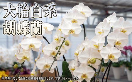 胡蝶蘭白花大輪赤平長持ちギフト胡蝶蘭【3本立て36輪以上】