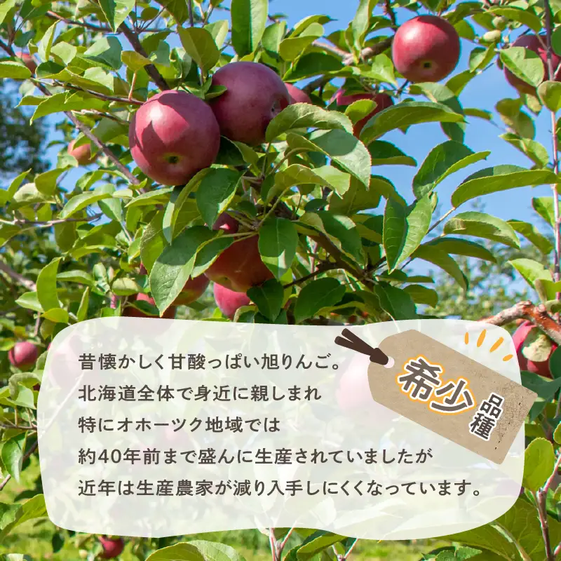 旭りんごのシードル 3本 ( りんご お酒 酒 シードル )【044-0013】