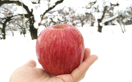 【令和8年産先行予約】 雪んこ 完熟ふじりんご 約10kg バラ詰め 《令和9年1月中旬～発送》 【全国りんご選手権 銀賞】 『船中農園』 林檎 リンゴ 果物 フルーツ デザート 山形県 南陽市 [696]