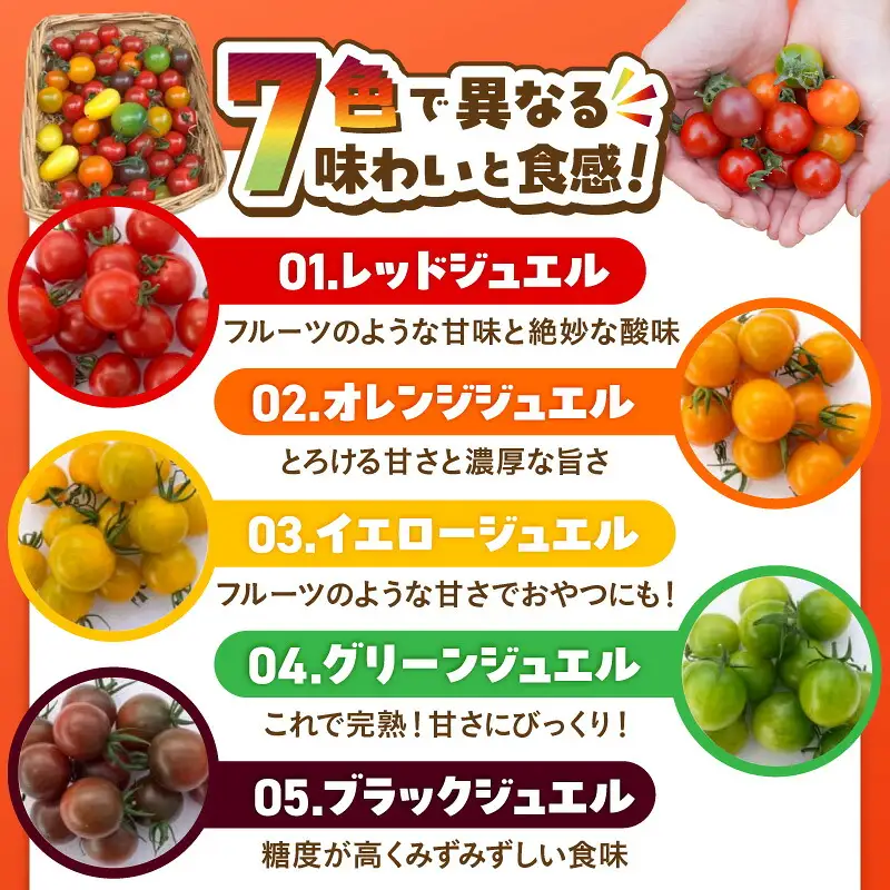 【2027年発送】増量約2kg！まるでトマトの宝石箱！フルーツジュエリートマト 4月～6月発送 長田農園 産地直送 カラフル トマト とまと 野菜 やさい フルーツ サラダ 濃厚 甘い ご褒美 プレゼント 美容 健康 リピート多数 人気 高評価 先行受付 数量限定 碧南市 H004-195