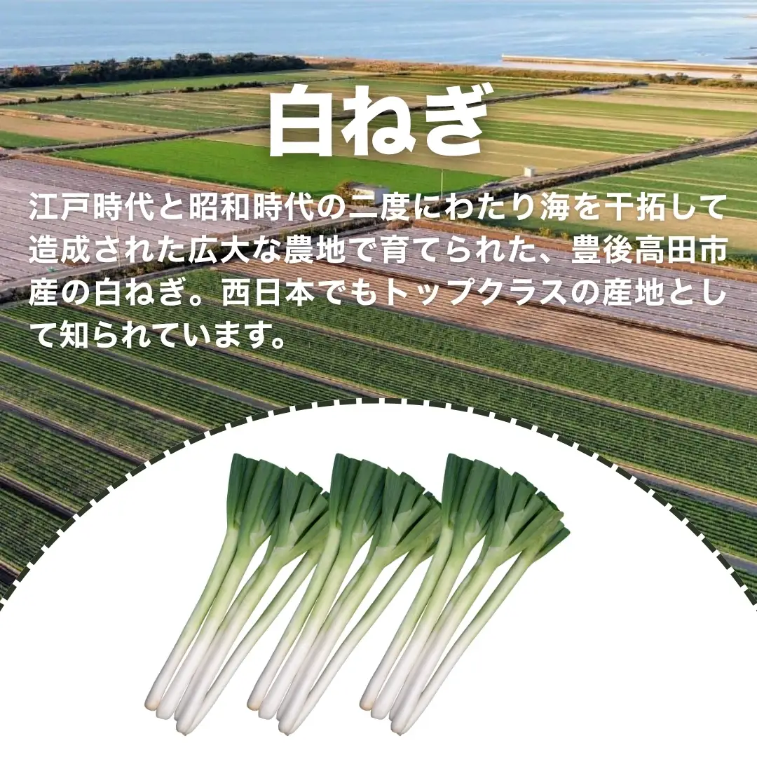 長ねぎ 白ねぎ 3kg前後 新鮮＆産地直送