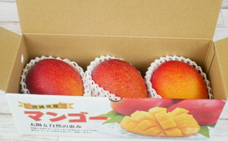 【先行受付】【2027年発送】生産組合が育てる厳選・完熟マンゴー約1kg - 先行予約 沖縄県産 産地直送 南国フルーツ アップルマンゴー 旬の味覚 季節の果物 贈り物 沖縄県 八重瀬町