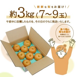 SA3033　酒田産【特選】幸水梨　約3kg(7～9玉入)