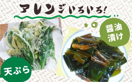《先行予約》生行者ニンニク 550g 山菜1品 / ニンニク にんにく [Q654xch] 