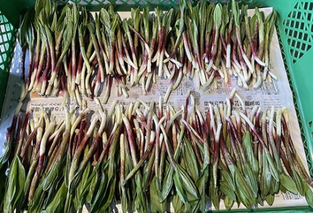 釧路産・天然 鮮度そのまま行者にんにく 100g×2