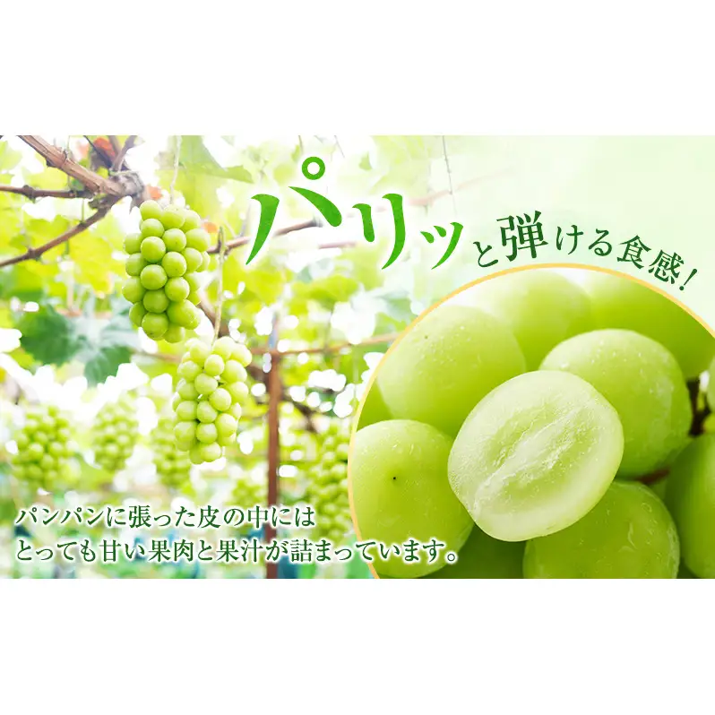 ぶどう 2026年 先行予約 ［ご家庭用］ シャイン マスカット3～5房（合計2kg以上） ブドウ 葡萄  岡山県産 国産 フルーツ 果物 OEC KINGDOM ぶどう家 果物類 