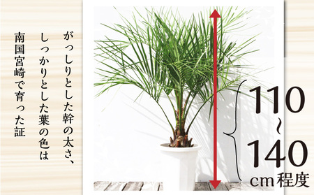 南国宮崎産 ココスヤシ 10号鉢 観葉植物 苗木 ヤシ | 宮崎県宮崎市