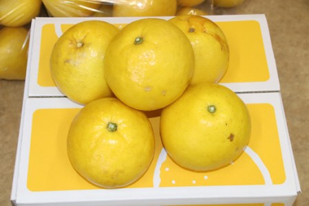 有田食品の土佐文旦5kg家庭用