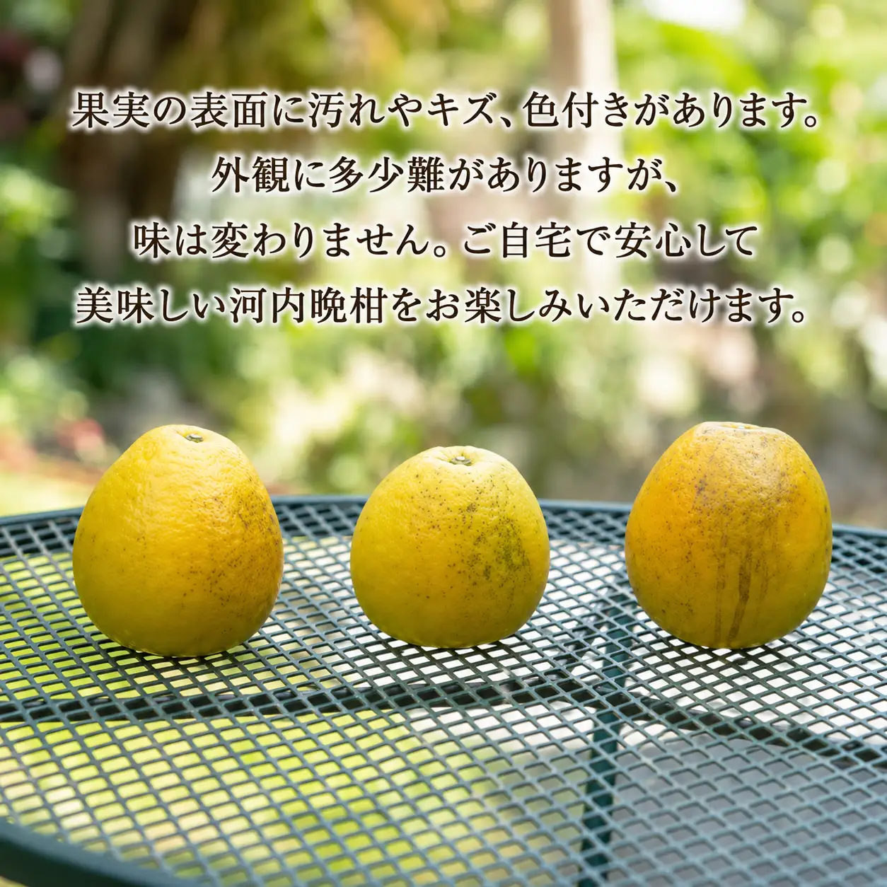 【数量限定】 訳あり 河内晩柑 9kg みかんの山祥 河内晩柑