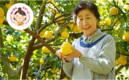 訳あり 河内晩柑 7kg 晩柑 かわちばんかん 柑橘 和製 グレープフルーツ 国産 愛媛 みかん 果物 果実 フルーツ 特産品 有名 みかん あいなんマザーズ おいしい ビタミン 傷あり 家庭用 送料無料 産地 直送 産直 (なくなり次第終了)