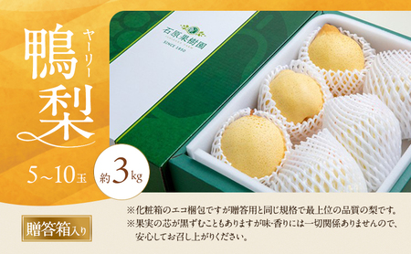梨 2026年 先行予約 鴨梨（ヤーリー）5～10玉 合計約3kg 贈答箱【11月中旬～12月下旬頃発送】