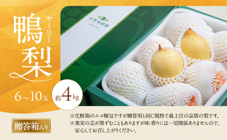 梨 2026年 先行予約 鴨梨（ヤーリー）6～10玉 約4kg 贈答箱【11月中旬～12月下旬頃発送】 