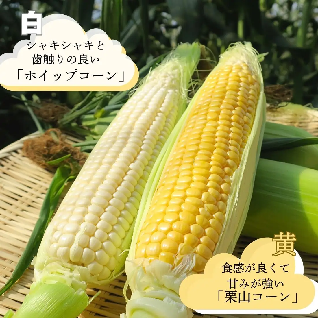 大地の恵み「とうもろこし2色セット」北海道産　7本