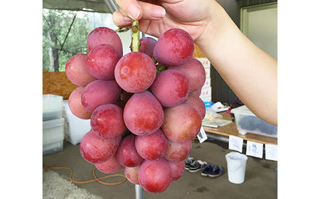 【早期予約】2種食べ比べ（巨峰・クイーンニーナ）約1.2kg｜フルーツ 果物 ブドウ　※北海道・沖縄・離島への配送不可　※2026年9月～発送
