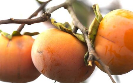 【訳あり・ご家庭用】和歌山産富有柿ご家庭用約7.5kg【2026年11月上旬～2026年12月上旬頃】【2026年発送】【TM6】【TM004-tec407A】