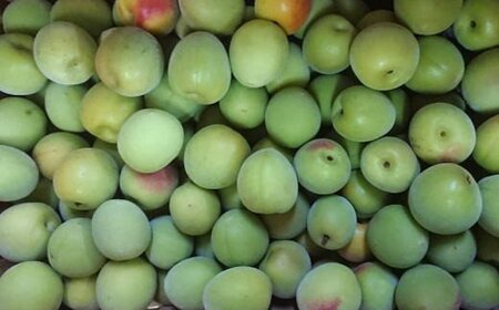 【和歌山名産】南高梅約5kg（サイズ混合）【2027年６月上旬から６月下旬頃順次発送】【TM176】【TM014-tec913B】