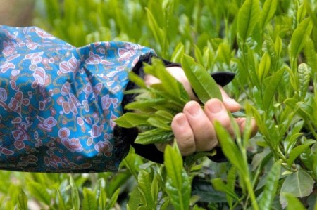 宇治・有機煎茶ティーバッグ　4g×40個×2缶　〈有機 オーガニック 無農薬 お茶 茶 煎茶 緑茶 有機煎茶 飲料 茶葉 日本茶 宇治茶 加工食品〉
