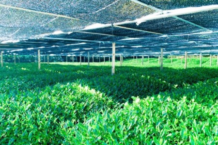 宇治・有機冠茶（かぶせちゃ） 100g×3本　〈有機 オーガニック 無農薬 お茶 茶 煎茶 緑茶 茶葉 かぶせ茶 宇治 飲料 日本茶 加工食品〉 