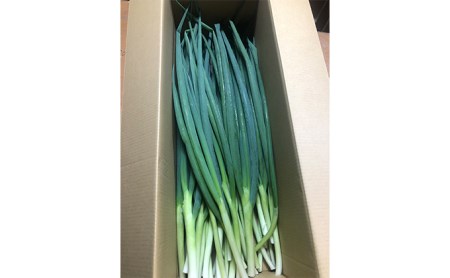【4か月定期便】生産農家直送 京野菜・九条ねぎ2kg〈ねぎ 野菜 京都