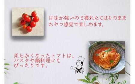 【先行予約】濃厚ミニトマト ピッコラ・ルージュ 1.8kg | フルーツトマト ミニトマト トマト 甘い 農家直送 産地直送 肉厚 糖度 高冷地  野菜 減農薬 飛騨高山 新葉ファーム FV009