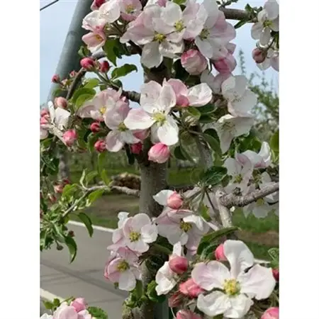 【希少品種】「華宝」約3kg・訳あり家庭用りんご 青森市長賞受賞_果物・フルーツ りんご  リンゴ 林檎_【配送不可地域：離島】【1111233】