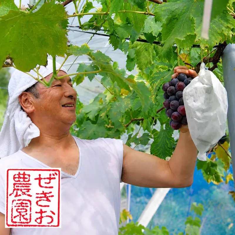 ニューピオーネ ぜきお農園 岡山県産 ニューピオーネ【2房 約1kg】【先行予約】