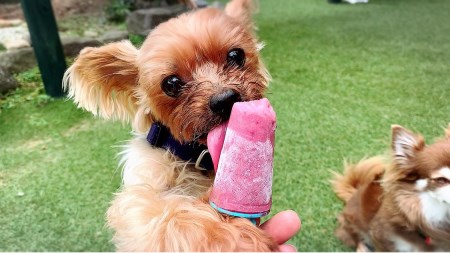 FB137_【5月～9月発送】犬の無添加おやつ☆お砂糖不使用無添加アイスキャンディ