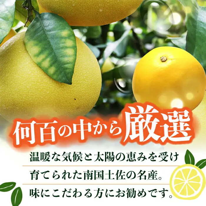 【先行予約】 南国高知温室 土佐文旦 約3kg 7玉〈2026年11月中旬?2027年2月中旬頃発送〉/ 文旦 ぶんたん 3kg 3キロ 温室 果物 フルーツ デザート 柑橘 南国 土佐 高知 名物 名産  【フルーツショップオザキ】[ATAH011]