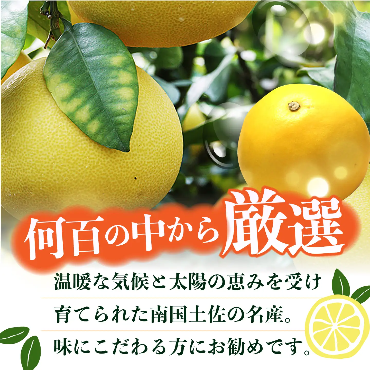 【先行予約】 南国高知温室土佐文旦 約3kg 6玉〈2026年11月中旬〜2027年2月中旬頃発送〉/ 文旦 ぶんたん 3kg 3キロ 温室 果物 フルーツ デザート 柑橘 南国 土佐 高知 名物 名産  【フルーツショップオザキ】[ATAH012]