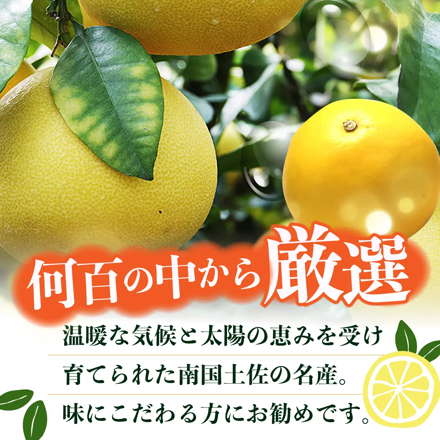 【先行予約】 南国高知温室土佐文旦 約3kg 5玉〈2026年11月中旬〜2027年2月中旬頃発送〉/ 文旦 ぶんたん 3kg 3キロ 温室 果物 フルーツ デザート 柑橘 南国 土佐 高知 名物 名産  【フルーツショップオザキ】[ATAH013]