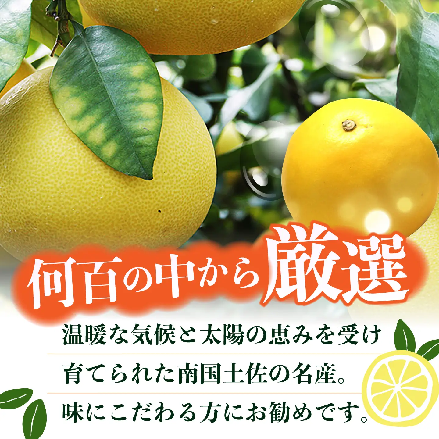 【先行予約】 南国高知温室土佐文旦 約5kg 8玉〈2026年11月中旬〜2027年2月中旬頃発送〉/ 文旦 ぶんたん 5kg 5キロ 温室 果物 フルーツ デザート 柑橘 南国 土佐 高知 名物 名産  【フルーツショップオザキ】[ATAH015]