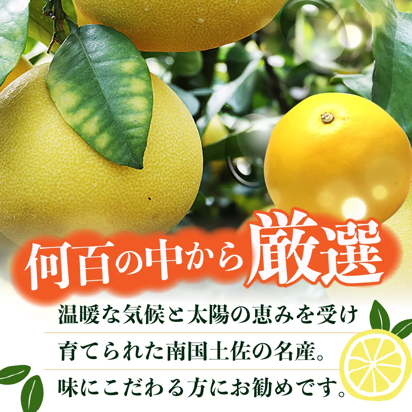 【先行予約】 南国高知温室土佐文旦 約5kg 7玉〈2026年11月中旬〜2027年2月中旬頃発送〉/ 文旦 ぶんたん 5kg 5キロ 温室 果物 フルーツ デザート 柑橘 南国 土佐 高知 名物 名産  【フルーツショップオザキ】[ATAH016]