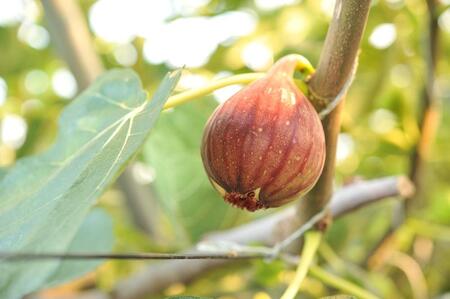 もぎたて朝どり完熟いちじく 秀品 約1kg 9～12玉 いちじく